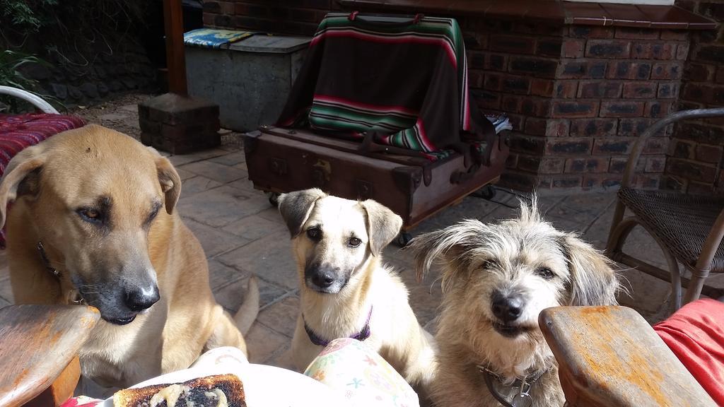 Babbling Brook Bed & Breakfast Pietermaritzburg Luaran gambar